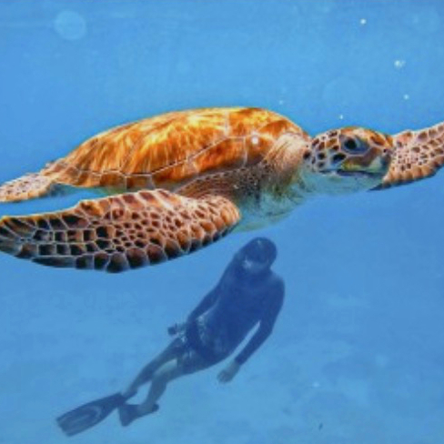Turtle